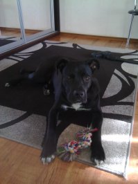 Наш верный песик