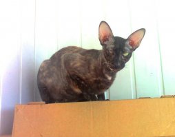 вот, а мы тоже подобрали из помойки в феврале. кошка правда выросла слепой на один глаз, но любим мы ее не за это.