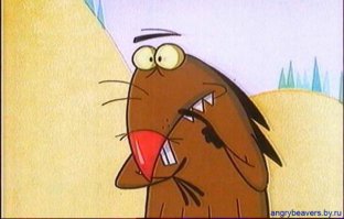 Просто бобры в Санкт-Петербурге