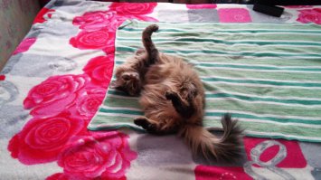 Целая Вселенная в глазах кошки