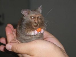 А убери пушистый хвост, крыса крысой!
Хотя крысы мне больше нравятся!