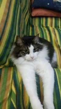 Жена так же подобрала котёнка которого чуть не задавила - сидел посреди дороги, больной, ни на что не реагировал (сначала подумала, что мусор, еле успела остановиться когда разглядела). Вылечили, выкормили, вырос пушистый красавец. Постоянно приходит, садится на колени и пытается потереться о щёки :) Очень забавный кот. Фото какой был и какой стал: