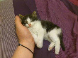 Жена так же подобрала котёнка которого чуть не задавила - сидел посреди дороги, больной, ни на что не реагировал (сначала подумала, что мусор, еле успела остановиться когда разглядела). Вылечили, выкормили, вырос пушистый красавец. Постоянно приходит, садится на колени и пытается потереться о щёки :) Очень забавный кот. Фото какой был и какой стал: