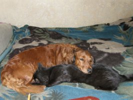 котятки оказались котиком и кошкой. хотела обоих оставить у себя. но котик в возрасте примерно трех месяцев скоропостижно умер. начал задыхаться среди ночи, часа полтора и всё... возила врачу знакомому вету, сказал с сердечком было не ладно плюс тяжелое детство... кошечку оставила и любила за двоих. такса в ней души не чаяла)) и кормила ее сиськой всю жизнь периодически)) и котят этой кошки кормила. а остальных кошаков так и не терпела, как и раньше) уже нет ни таксы, ни кошечки... годы идут... сейчас живет до сих пор кошечкин сынок, уже преклонных лет котик)) тоже выкормлен этой же таксой) фотка, где такса в коробочке с котятами - так это она стоило кошке вылезти на минуту - лезла туда к ее котяткам - всех вылизать, проверить, не холодно ли им, как же дитяток родной дочери-то оставить на минуту? ))