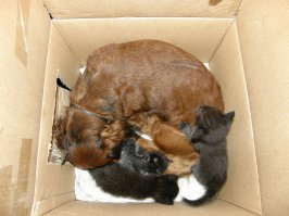 котятки оказались котиком и кошкой. хотела обоих оставить у себя. но котик в возрасте примерно трех месяцев скоропостижно умер. начал задыхаться среди ночи, часа полтора и всё... возила врачу знакомому вету, сказал с сердечком было не ладно плюс тяжелое детство... кошечку оставила и любила за двоих. такса в ней души не чаяла)) и кормила ее сиськой всю жизнь периодически)) и котят этой кошки кормила. а остальных кошаков так и не терпела, как и раньше) уже нет ни таксы, ни кошечки... годы идут... сейчас живет до сих пор кошечкин сынок, уже преклонных лет котик)) тоже выкормлен этой же таксой) фотка, где такса в коробочке с котятами - так это она стоило кошке вылезти на минуту - лезла туда к ее котяткам - всех вылизать, проверить, не холодно ли им, как же дитяток родной дочери-то оставить на минуту? ))