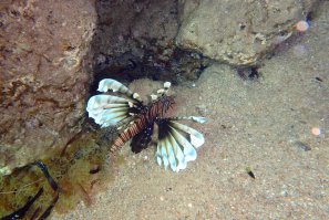 Есть своих парочка)))
Не судите строго...