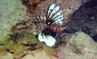 Есть своих парочка)))
Не судите строго...