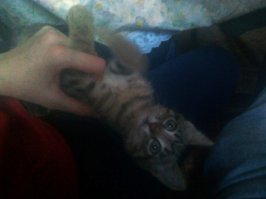 подобрал его на помойке 3 года назад со сломаной задней лапой и ушибами, ветеринар сказал ему пару месяцев было