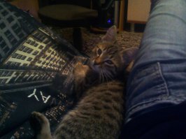 подобрал его на помойке 3 года назад со сломаной задней лапой и ушибами, ветеринар сказал ему пару месяцев было