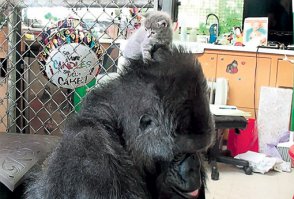 44-летняя Коко - горилла необычная.:) С 1972 года над ней ставят эксперименты ученые Стэнфордского университета (США). За это время самка научилась понимать около 2 тысяч разговорных слов английского языка и овладела тысячей жестов языка глухонемых. И теперь четко показывает, что творится у нее в голове и что она хочет. Когда ее тогдашний партнер - самец Майкл оторвал ногу у тряпичной куклы, рассерженная Коко обругала его жестами: «Ты грязный плохой туалет!»
Перед последним днем рождения обезьяна то и дело обнимала себя руками. Это свидетельствовало: примат хотел бы родить. Однако познать радость материнства Коко, увы, не суждено - в неволе гориллы размножаются крайне редко. Но доживать свой век в одиночестве - этот вид приматов живет до 50 лет - Коко не придется. Заботливые экспериментаторы принесли обезьяне ящик с шестью котятами. Двое пищащих комочков особенно тронули ее большое сердце. Гигант без устали нянчится с приемышами, гладит, почесывает, сажает себе на голову, играет с ними ленточкой.  
- Мои дети, - показала горилла жестами.
А те прижимаются к теплой шкуре и мурлыкают ответные слова любви