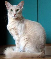 По мордашке вроде яванская кошка.