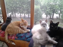 Я бы взяла и взрослую кошку, и котят. Очень люблю сфинксов,но купить не позволяет принцип. Я только спасаю бездомных.У меня их сейчас четверо.