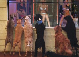 Кобели-такие кобели....