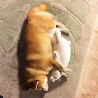 ... чет, собачке нужно больше гулять