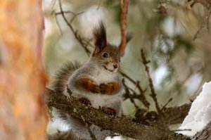 Замечательно! Мои белки пока только позируют
