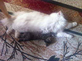 Мой кот похож на этого робота))