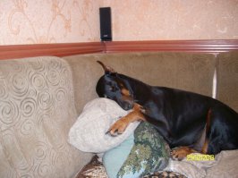 такая никогда меня не бросит