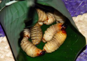 Питание не для брезгливых людей (13 фото)