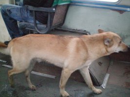 Про собаку:
Сам лично наблюдал в течении месяца, как маленький пёсик каждый день, в одно и то же время, переходил дорогу на зелёный свет светофора, ждал на остановке троллейбус, проезжал 3 остановки и выходил))