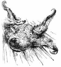 "В два часа ночи меня разбудили доносившиеся из комнаты животных странные звуки — хрумканье, чередующееся с шипением, и взволнованный писк Катберта. Первое, что пришло мне в голову — что сбежала одна из наших длиннющих анаконд и теперь пожирает моих питомцев одного за другим. Я выпрыгнул из гамака и засветил крохотную лампу-молнию, которую на всякий пожарный случай всегда держал под рукой. Правда, света от нее было ничуть не больше, чем от какого-нибудь ничтожного светлячка, но все же лучше, чем ничего. Вооружившись палкой, я зашел в комнату животных, огляделся и в полумраке увидел Катберта — он сидел на ярусе клеток и взирал высоты на все происходящее полоумным и вместе с тем негодующим взглядом. Я сделал еще шаг: тут кто-то цапнул меня сзади за штанину и одним махом разорвал ее от колена до щиколотки! С трудом устояв на ногах, я опасливо обернулся и осторожненько посветил лампой-молнией. Я был убежден, что нападавший не мог быть из числа моих подопечных, потому что никто из них, насколько я знал, не обладал ни скоростью, ни силой для столь молниеносной атаки. Аккуратненько притворив дверь, я закрыл ее на свою палку как на засов — и что же вижу: на дощатом полу, словно большая мохнатая морская звезда, распростерся ленивец.
"