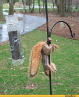 Не удержался, хоть белок и люблю, а в посте несколько бурундуков...