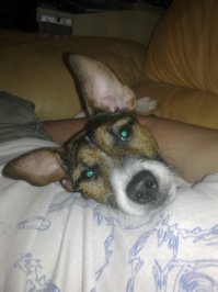 Кошке принесли брошенного щенка. Её реакция невероятна!