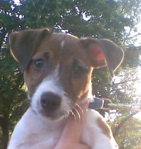 Машунечка, а у меня пёс, мальчик, джекарассел, на первой подросток, на второй малыш вырос, сейчас мордаха более седая, хотя только седьмой год