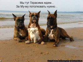 Девушка прыгнула в реку спасать пса, которого топили и избивали у нее наглазах!