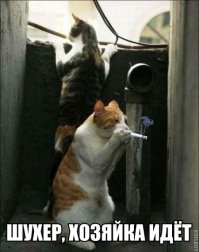 Прикольные картинки