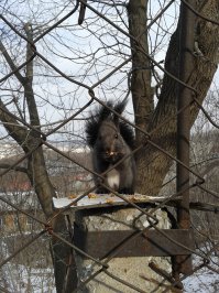 белки с моей работы