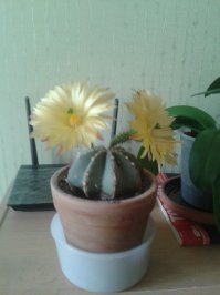 А где кактус???:)