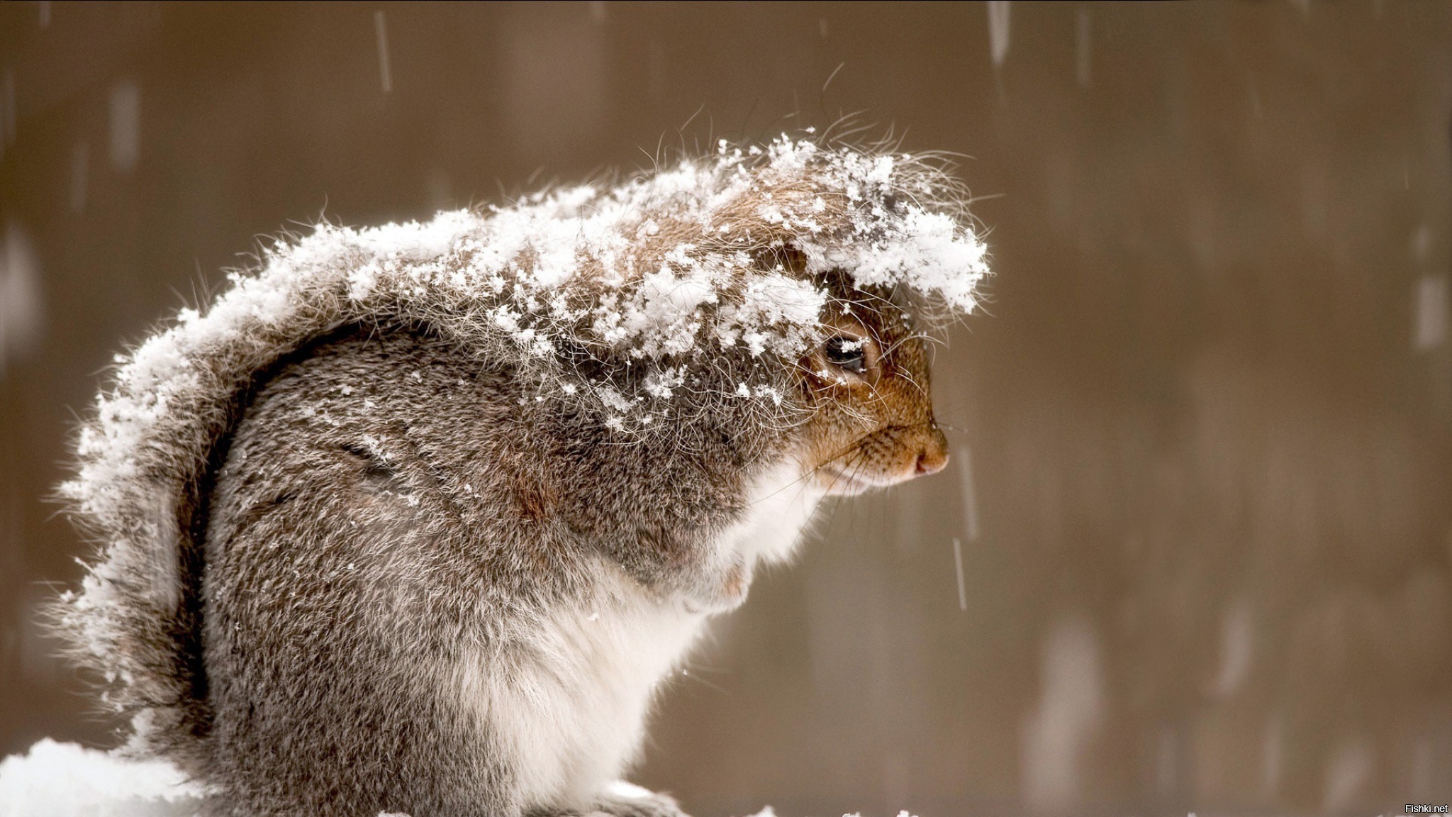 Снег смешная картинка. Зимние животные. Пушистая зима. Животные зимой. Пушистый снег.