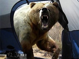 Вот тоже ничего так проснуться)))