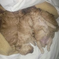 У меня две собаки,кобель и сука,ну муж и жена,пуделя,и иногда у меня становится шесть пуделей дома!:)