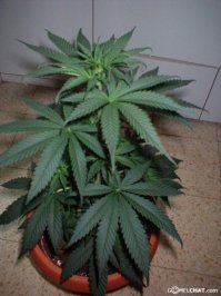 вот комнатное растение для очистки воздуха и повышения настроения! А у вас сорняки какие-то!