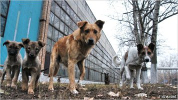 Везет тем, у кого есть хозяин!