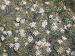 а вот и не пушистый