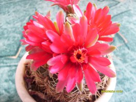 7 лучших комнатных растений для очистки воздуха в помещении