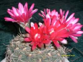 7 лучших комнатных растений для очистки воздуха в помещении