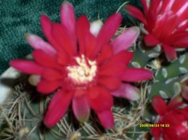 7 лучших комнатных растений для очистки воздуха в помещении