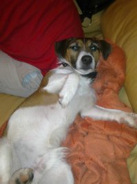 Кошке принесли брошенного щенка. Её реакция невероятна!