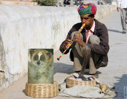 Тут нужен заклинатель ядовитых толстых лори...