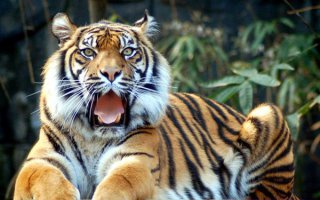 На кого-кого я похож??!?