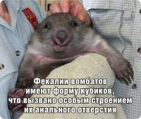 "В зоопарке увидел несколько замечательных животных живущих в Австралии о которых до этого даже и не слышал. Один из них вомбат - этакая морская свинка размером с маленького кабана. По образу жизни тоже очень напоминает среднерусскую домашнюю свинью." 
Самое-то главное про вомбатов забыл!