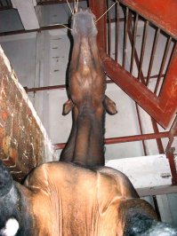 ... и не бояться попасть под лошадь (с)