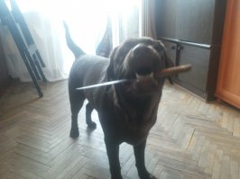 классные они хвостатые)))
Чем больше я узнаю людей - тем больше я люблю собак!
а вот моя красавица!