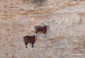 Родстеннички!