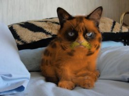 Мой хозяин идиот