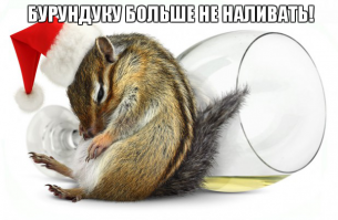 Бурундук лопает картошку с мужиками