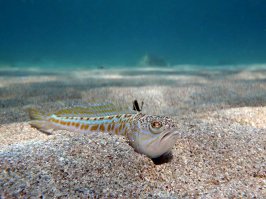 морской дракончик. Самая ядовитая рыба Чёрного моря.